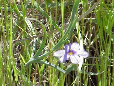 Blue-eyed grass