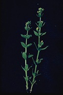 Prickly, Phlox-leafed bedstraw