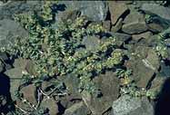 Climbing bedstraw