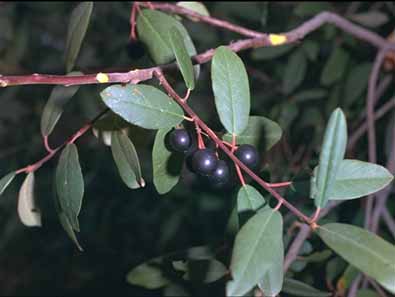 California coffeeberry