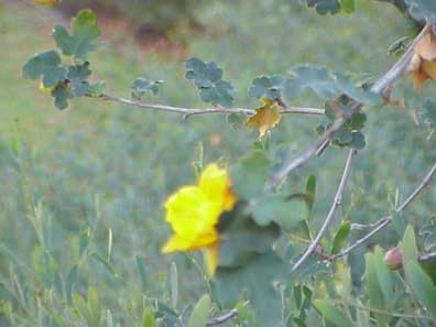 Flannelbush, Fremontia