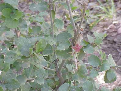 Islay, holly-leafed cherry