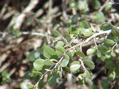 Birch-Leaf mountain-mahogany