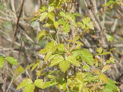 Western poison oak