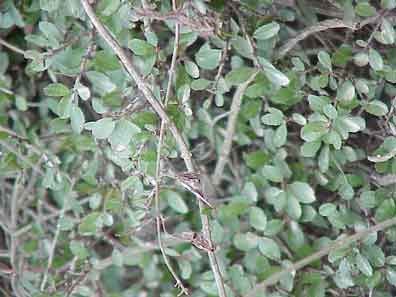 Spiny redberry, Buckthorn