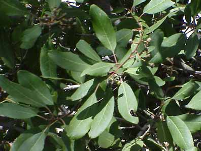 Toyon, Christmas berry