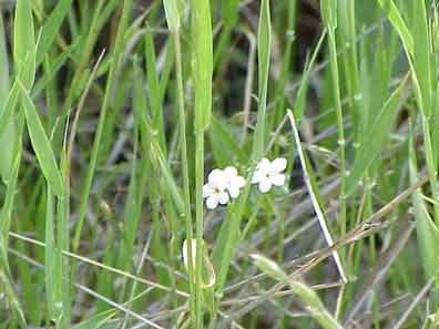 Cryptantha