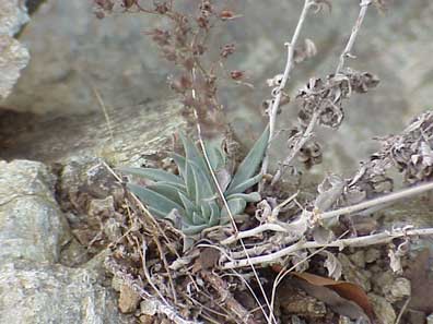 Dudleya