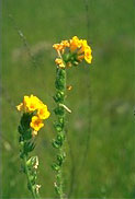 Fiddleneck, rancher's fireweed 1