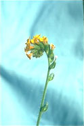 Fiddleneck, rancher's fireweed 2