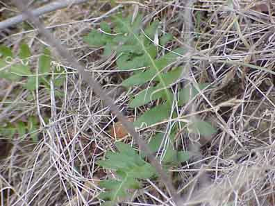 polypody fern