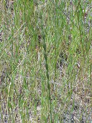 Rattail fescue