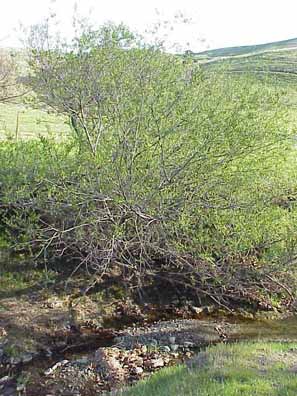 Arroyo willow