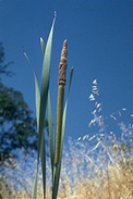 Broad-leaved cattail