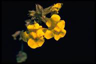 Seep or common monkeyflower 1