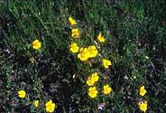 Seep or common monkeyflower 3