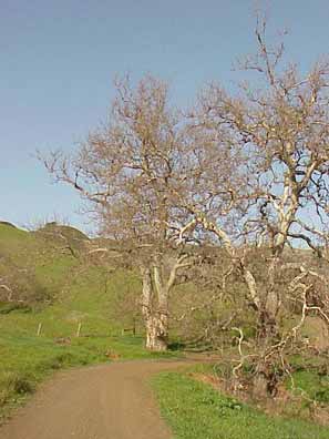 Western sycamore