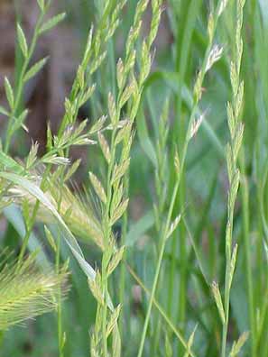 Wild rye, Italian ryegrass