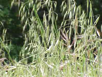 Slender wild oat