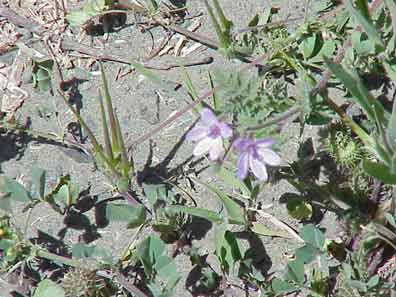 Storksbill filaree