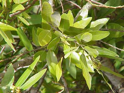 California bay, California laurel, pepperwood, baylaurel