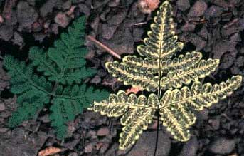 Goldback fern