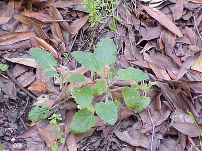 Hedge-nettle