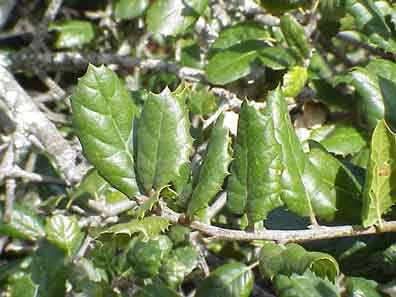 Coast live oak, encina