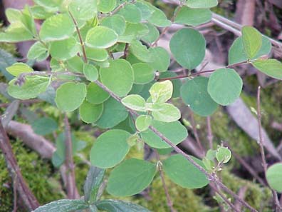 Creeping snowberry, trip vine