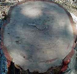 tree-rings