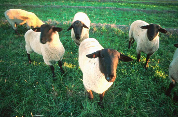 05sheepnorfolk