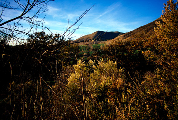 hill_through_trees