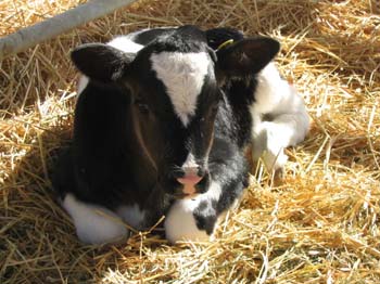 Baby cow