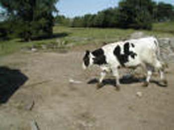 cow 3 thumbnail