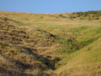 Deer on Hillside 01