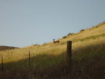 Deer on Hillside 02