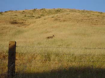 Deer on Hillside 03