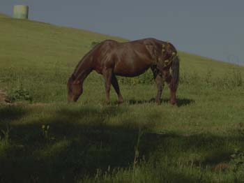 Grazing Horse At Dusk