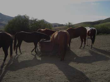 Horse Herd Feeding