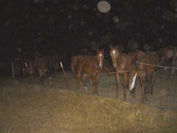 Horse Herd at Fence 01