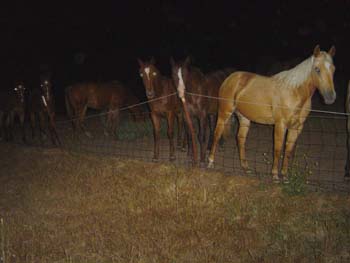 Horse Herd at Fence 02