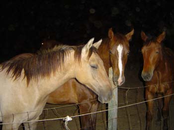 Horse Herd at Fence 03