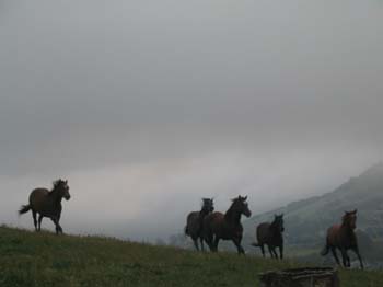 Horses Running