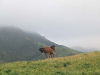 Lone Horse Running on Hill