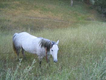 Lonely Horse