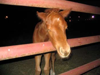 horse in corral