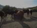 Horse Herd Feeding