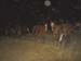 Horse Herd at Fence 01