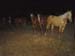 Horse Herd at Fence 02