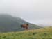 Lone Horse Running on Hill